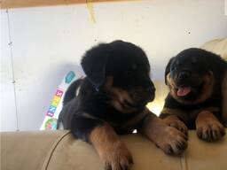 12 veckor gamla Rottweiler-valpar. . Whatsapp oss på: 27848239748