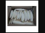 2023 Hot Sale Cuttlefish Bones Dried cuttlefish bone Cuttle fish bone - фото 5