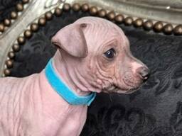 American Hairless Terrier