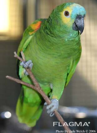 Beautiful parrots for sale