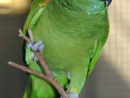 Beautiful parrots for sale