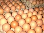 Best Quality Fresh Brown Table Chicken Eggs At Cheap Price world wide shipping available - фото 1