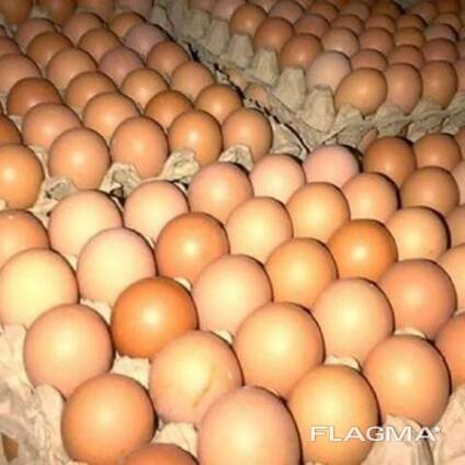 Best Quality Fresh Brown Table Chicken Eggs At Cheap Price world wide shipping available