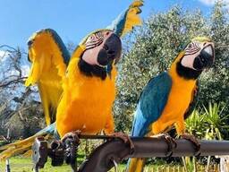 Blå och guld ara papegojor finns nu tillgängliga.