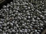 Blueberry from Poland - фото 5