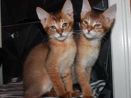 Cuccioli di Chausie in cerca di una nuova casa!