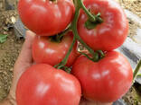 Färska tomater till salu - photo 8