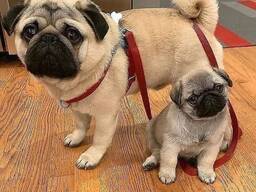 Fantastiska mopsvalpar av hög kvalitet tillgängliga