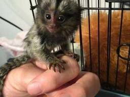 Fantastiska sällskap, bebisar av kapuciner och silkesapor,