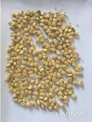 Фермерське господарство продає гуртом продовольче зерно кукурудзи від виробника