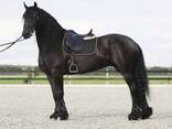 Friesian horse gelding - photo 1