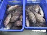 Frozen Black Tilapia Fish - фото 1