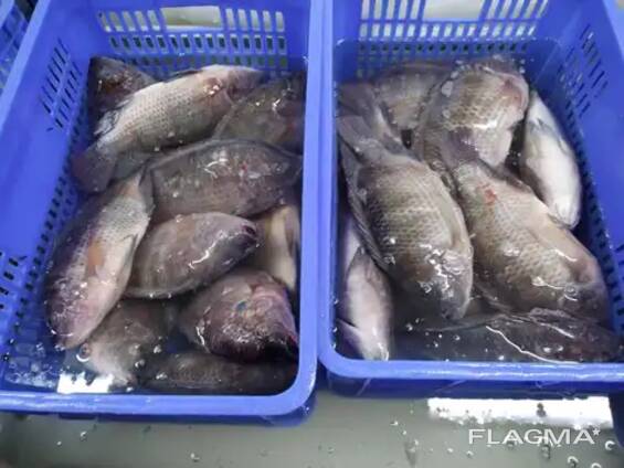Frozen Black Tilapia Fish