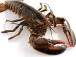 Frozen Lobsters For Sale / Hot Sales Frozen Lobster with Highest Export Quality - фото 1