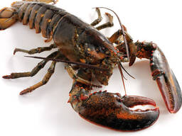 Frozen Lobsters For Sale / Hot Sales Frozen Lobster with Highest Export Quality