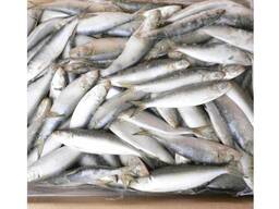 Frozen Sardine Fish for sale