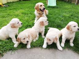 Golden Retriever-valpar av AKC-kvalitet. . Whatsapp oss på: 27848239748