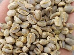 Green Robusta Coffee Beans For Sell