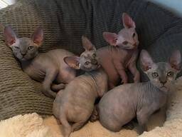 WhatsApp me… .. Kanadensiska Sphynx-kattungar