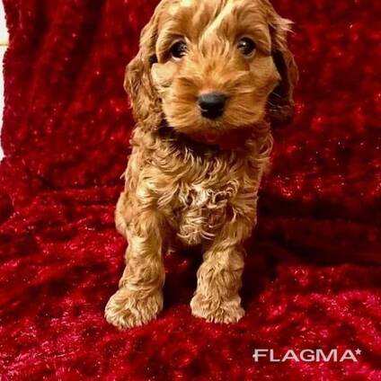 Kontakta mig via WhatsApp på. .. ..  Fantastisk kull med cavapoo-valpar