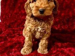 Kontakta mig via WhatsApp på.....  Fantastisk kull med cavapoo-valpar