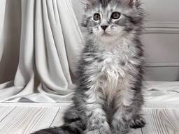 Kontakta mig via WhatsApp på. .. ..  Maine Coon-kattungar