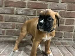 Kontakta mig via WhatsApp på. .. ..  Vackra KC-registrerade boxervalpar