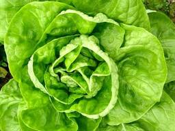 Lettuce fromPoland (Iceberg, Romain, Lollo Bionda, Lollo Rossa, Gentile)