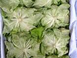 Lettuce fromPoland (Iceberg, Romain, Lollo Bionda, Lollo Rossa, Gentile) - фото 3