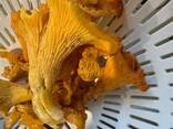 Mushroom - фото 3