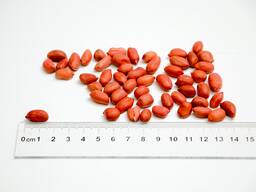 Peanut Kernel Not Roasted
