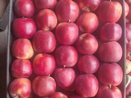 Polish apples (wide range of varieties)