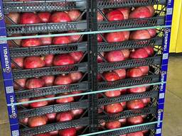 POMEGRANAT