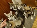PUPPIES: SIBERIAN/ALASKAN HUSKYS - фото 1