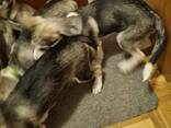 PUPPIES: SIBERIAN/ALASKAN HUSKYS - фото 2