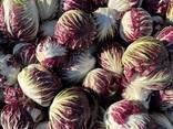 Radicchio extra quality (oorigin - Poland) - фото 1