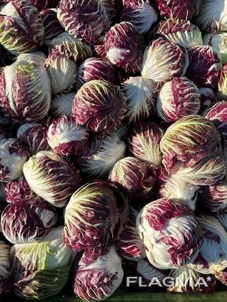 Radicchio extra quality (oorigin - Poland)