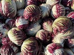 Radicchio extra quality (oorigin - Poland)