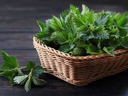 Säljer nässlor i bulk från tillverkaren till de bästa priserna