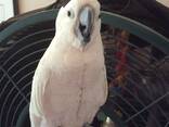 Sällsynt handuppfödd, fånig tam baby Ducorps-kakadua. Whatsapp oss på: 27848239748 - фото 2
