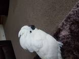 Sällsynt handuppfödd, fånig tam baby Ducorps-kakadua. Whatsapp oss på: 27848239748 - фото 7