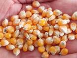 Selling 100 tons of popcorn ball - фото 1