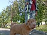 Shar Pei valp - фото 1