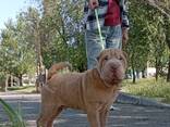 Shar Pei valp - фото 2