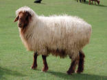 Sheep's wool - photo 1