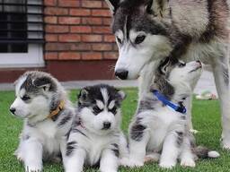 Söta Siberian Husky-valpar. . Whatsapp oss på: 27848239748