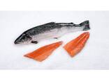 Stock Available Frozen Whole Salmon Fish (Seafood)- Norwegian Salmon Fillets, Salmon Fish