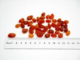 Sultan Abdjush Size 1