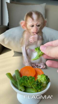 Våra gröna apor är friska, socialiserade och redo att hitta sina permanenta hem. Vi har tv