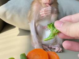 Våra gröna apor är friska, socialiserade och redo att hitta sina permanenta hem. Vi har tv